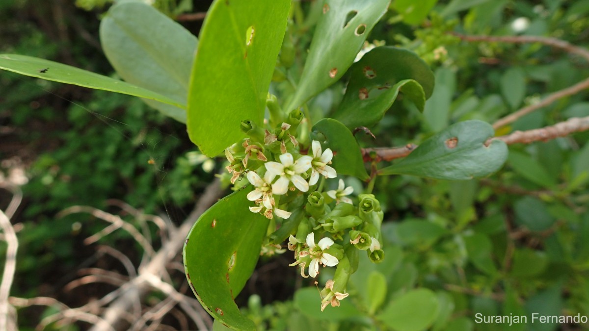 Lumnitzera racemosa Willd.